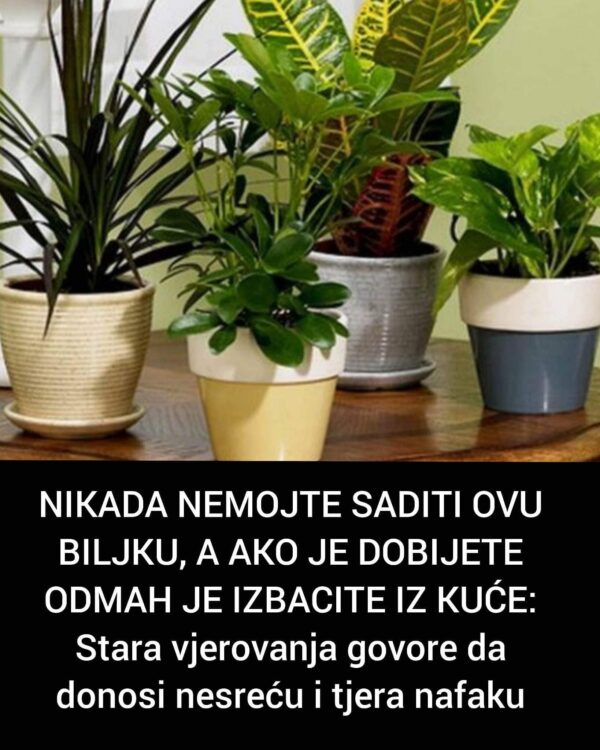 NIKADA NEMOJTE SADITI OVU BILJKU, A AKO JE DOBIJETE ODMAH JE IZBACITE IZ KUĆE: Stara vjerovanja govore da donosi nesreću i tjera nafaku