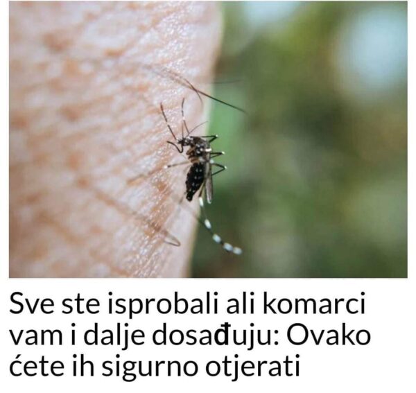 Sve ste isprobali ali komarci vam i dalje dosađuju: 0vako ćete ih sigurno otjerati