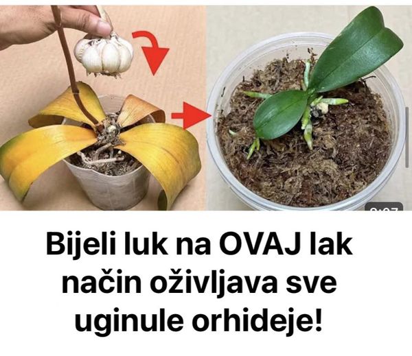 Bijeli Luk Na OVAJ Lak Način Oživljava Sve Uginule Orhideje!