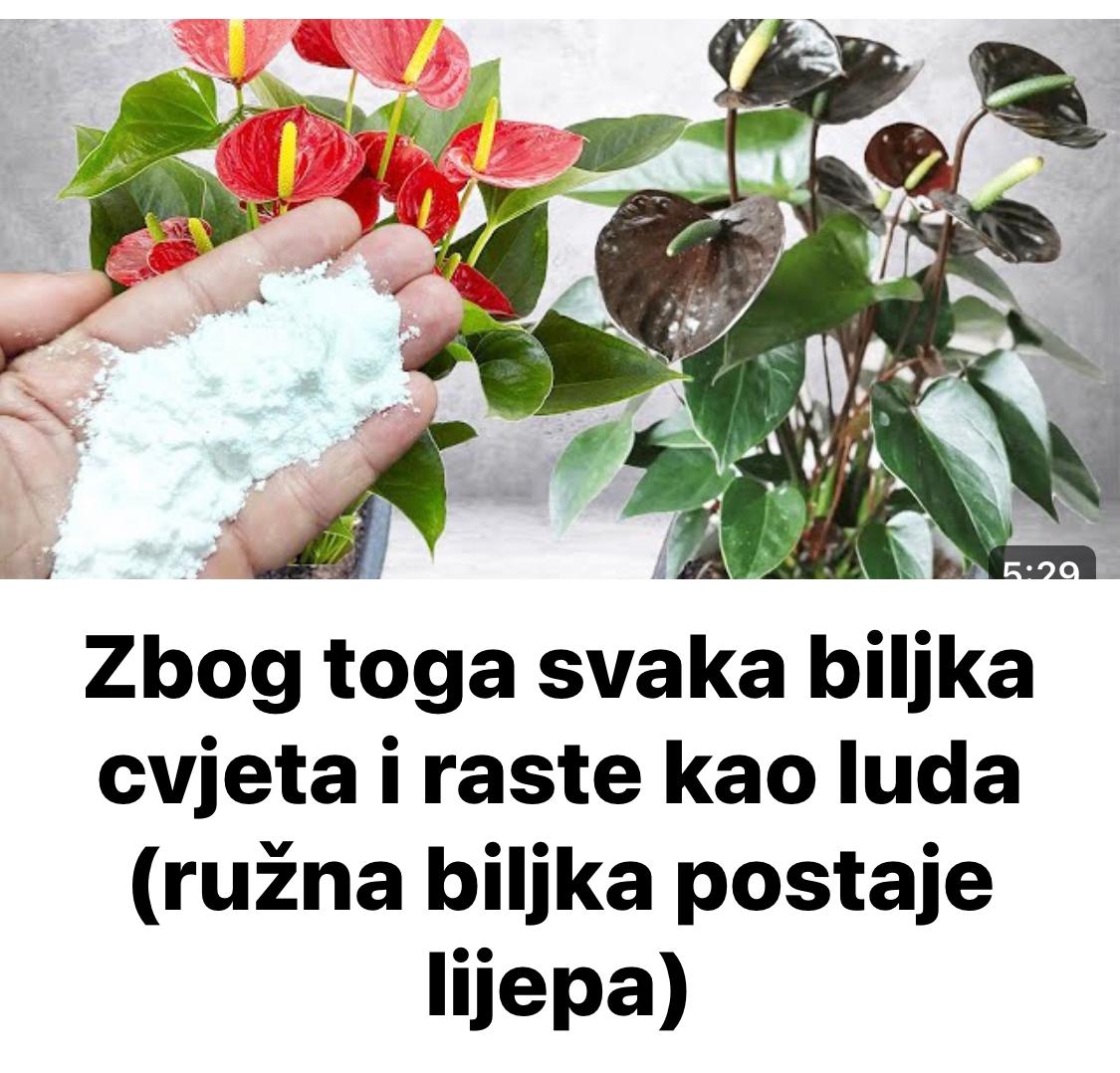 Zb0g Toga Svaka Biljka Cvjeta I Raste Kao Luda (Ružna Biljka Postaje Lijepa)