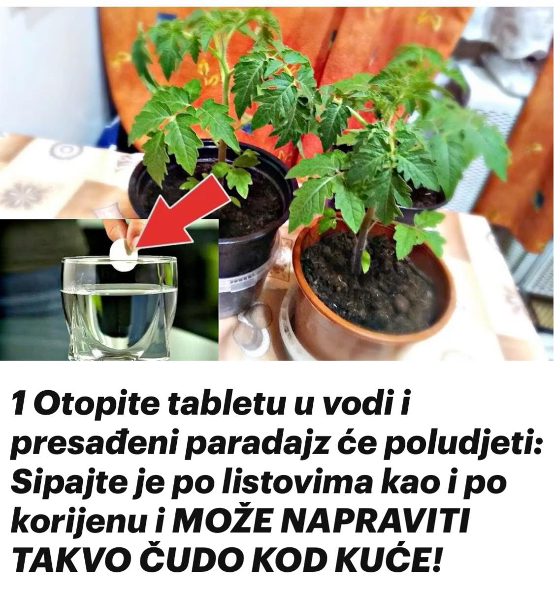 1 Otopite tabletu u vodi i presađeni paradajz će poludjeti: Sipajte je po listovima kao i po korijenu i MOŽE NAPRAVITI TAKVO ČUDO KOD KUĆE!