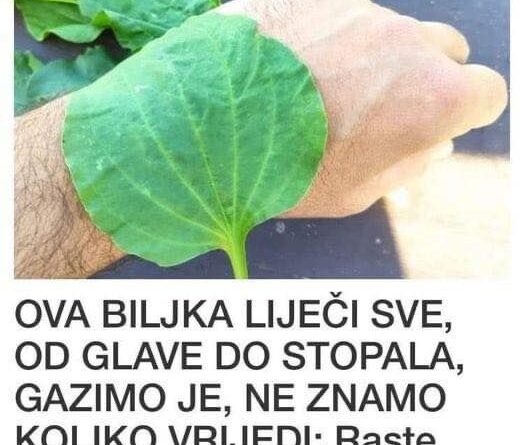 Ova biljka liječi sve od glave do stopala gazimo je ne znamo koliko