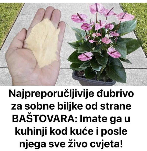 Najpreporučljivije đubrivo za sobne biljke od strane BAŠTOVARA: Imate ga u kuhinji kod kuće i posle njega sve živo cvjeta!