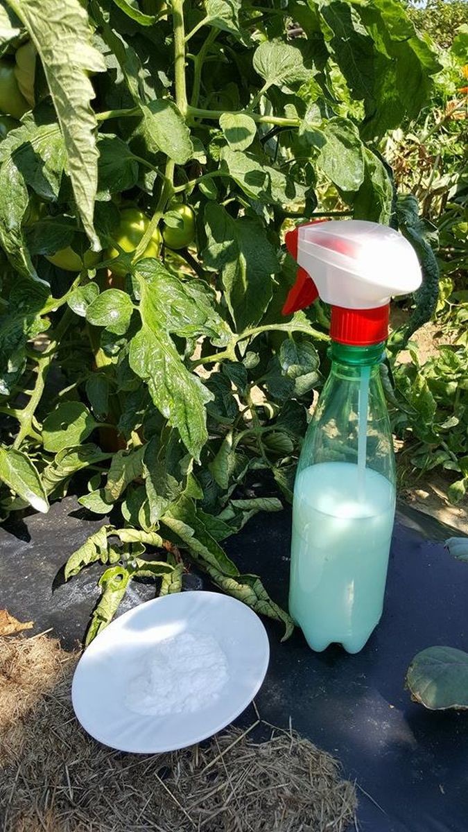 Ovo je TRIK za ubrzavanje rasta paradajza i TJERANJE štetočina podalje..
