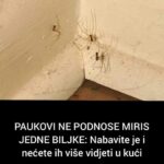 441541022_836611408499218_2364261450896159083_n