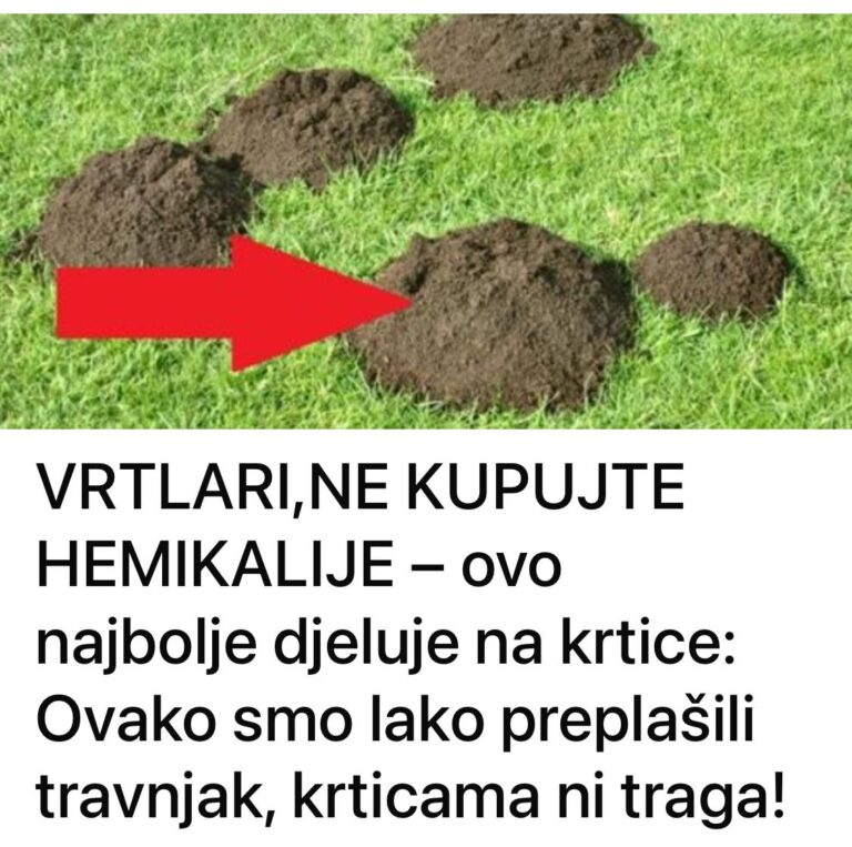 444446365_834325552061137_2702315052454786485_n