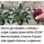 Samo ga sipajte u saksiju i cvijet cvjeta skoro NON-STOP: Nema bolesti, imamo 5 puta više lijepih listova i cvjetova!