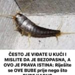 Buba, koja se često smatra bezopasnom kada se uoči u kući, krije surovu stvarnost