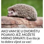 AKO VAM SE U DVORIŠTU POJAVIO JEŽ, MOŽETE MIRNO SPAVATI: Evo što je to dobra vijest za vas!