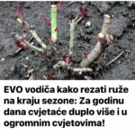 EVO vodiča kako rezati ruže na kraju sezone: Za godinu dana cvjetaće duplo više i u ogromnim cvjetovima!