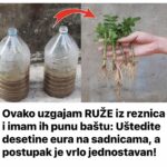 Ovako uzgajam RUŽE iz reznica i imam ih punu baštu: Uštedite desetine eura na sadnicama, a postupak je vrlo jednostavan!