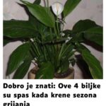 Dobro je znati: Ove 4 biljke su spas kada krene sezona grijanja