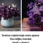 Srećno cvjeće koje noću spava: ovu biljku morate imati u domu!