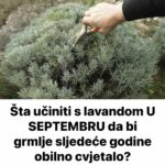 Šta učiniti s lavandom U SEPTEMBRU da bi grmlje sljedeće godine 0bilno cvjetalo?