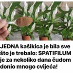 JEDNA kašikica je bila sve što je trebalo: SPATIFILUM je za nekoliko dana čudom donio mnogo cvijeća!