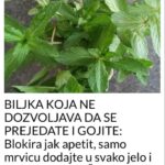 BILJKA KOJA NE DOZVOLJAVA DA SE PREJEDATE I GOJITE: Blokira jak apetit, samo mrvicu dodajte u svako jelo i PROBLEM RIJEŠEN