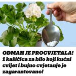 ODMAH JE PROCVJETALA! 1 kašičica za bilo koji kućni cvijet i bujno cvjetanje je zagarantovano!