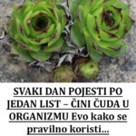 SVAKI DAN POJESTI PO JEDAN LIST – ČINI ČUDA U ORGANIZMU: Evo kako se pravilno koristi…