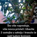 Što više napreduje, više novca privlači: Ubacite 2 sastojka u saksiju i krasula će rasti ludom brzin