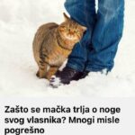 Zašto se mačka trlja o noge svog vlasnika? Mnogi misle pogrešno