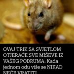 OVAJ TRIK SA SVJETLOM OTJERAĆE SVE MIŠEVE IZ VAŠEG PODRUMA: Kada jednom odu više se NIKAD NEĆE VRATITI