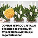 ODMAH JE PROCVJETALA! 1 kašičica za svaki kućni cvijet i bujno cvjetanje je zagarantovano!