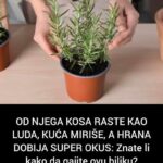 OD NJEGA KOSA RASTE KAO LUDA, KUĆA MIRIŠE, A HRANA DOBIJA SUPER OKUS: Znate Li Kako Da Gajite Ovu Biljku?