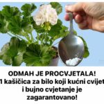 ODMAH JE PROCVJETALA! 1 kašičica za bilo koji kućni cvijet i bujno cvjetanje je zagarantovano!