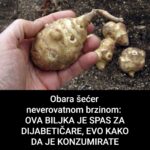 Obara šećer nevjerovatnom brzinom: OVA BILJKA JE SPAS ZA DIJABETIČARE, EVO KAKO DA JE K0NZUMIRATE