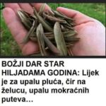 BOŽIJI DAR STAR HILJADAMA GODINA: Melem je za upalu pluća, čir na želucu, upalu mokraćnih kanala…