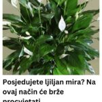 Posjedujete ljiljan mira? Na ovaj način će brže procvjetati