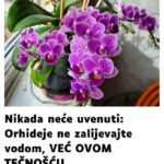 Nikada neće uvenuti: Orhideje ne zalijevajte vodom, VEĆ OVOM TEČNOŠĆU