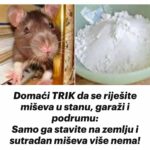 Domaći TRIK da se riješite miševa u stanu, garaži i podrumu: Samo ga stavite na zemlju i sutradan miševa više nema!