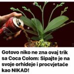 Gotovo niko ne zna Ovaj trik sa Coca Colom: Sipajte je na svoje Orhideje i procvjetaće kao NIKAD!