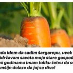 Kada idem da sadim šargarepu, uvek se pridržavam saveta moje stare gospođe: Već godinama imam toliku žetvu da svi komšije dolaze da joj se dive!