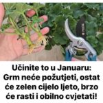 Učinite to u Januaru: Grm neće požutjeti, ostatće zelen cijelo ljeto, brzo će rasti i obilno cvjetati!