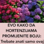 EVO KAKO DA HORTENZIJAMA PROMIJENITE BOJU: Trebate znati samo ovaj genijalan trik