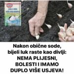 Nakon obične sode, bijeli luk raste kao divlji: NEMA PLIJESNI, BOLESTI I IMAMO DUPLO VIŠE USJEVA!