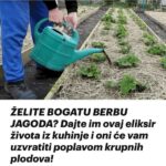 ŽELITE BOGATU BERBU JAG0DA? Dajte im ovaj eliksir života iz kuhinje i oni će vam uzvratiti poplavom krupnih plodova!