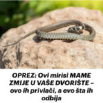 OPREZ: Ovi mirisi MAME ZMIJE U VAŠE DVORIŠTE – ovo ih privlači, a evo šta ih odbija