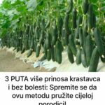 3 PUTA više prinosa krastavca i bez bolesti: Spremite se da ovu metodu pružite cijeloj porodici!