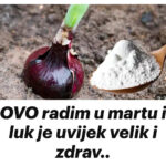 OVO radim u martu i luk je uvijek velik i zdrav