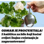 ODMAH JE PROCVJETALA! 1 kašičica za bilo koji kućni cvijet i bujno cvjetanje je zagarantovano!