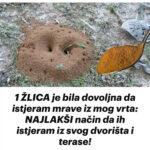 1 ŽLICA je bila dovoljna da istjeram mrave iz mog vrta: NAJLAKŠI način da ih istjeram iz svog dvorišta i terase!