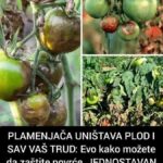 PLAMENJAČA UNIŠTAVA PLOD I SAV VAŠ TRUD: Evo kako možete da zaštite povrće JEDNOSTAVAN TRIK