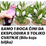 SAMO 1 BOCA ČINI DA EKSPLODIRA S TOLIKO CVATNJE (Bilo koja biljka)