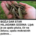 BOŽIJI DAR STAR HILJADAMA GODINA: Melem je za upalu pluća, čir na želucu, upalu mokraćnih kanala…