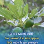 Da li u dvorištu imate drvo smokve? Evo kako njegovo lišće može da vam pomogne