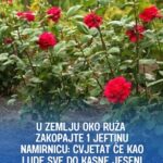 U zemlju oko ruža zakopajte 1 jeftinu namirnicu: Cvjetat će kao lude sve do kasne jeseni
