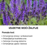 Otkrijte sve prednosti žalfije – Pomaže kod stresa, sna, pa čak i više od toga!